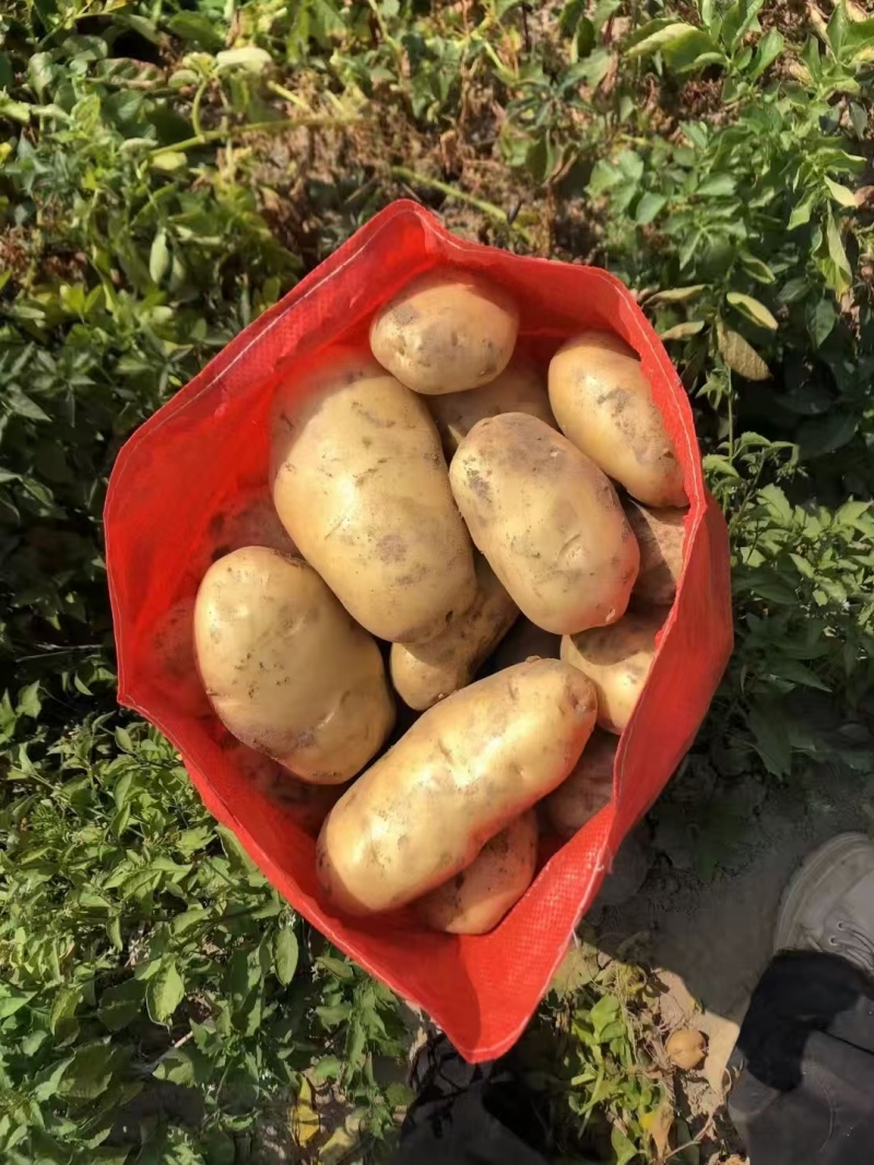 河南精品土豆/黄心土豆/荷兰十五/中薯5号/新鲜土豆