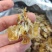 东北林蛙油1000斤现货整出。