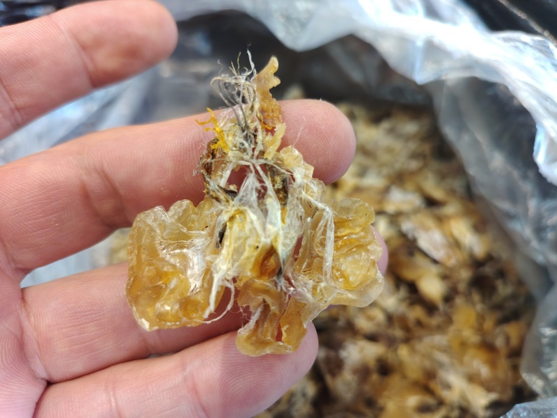东北林蛙油1000斤现货整出。