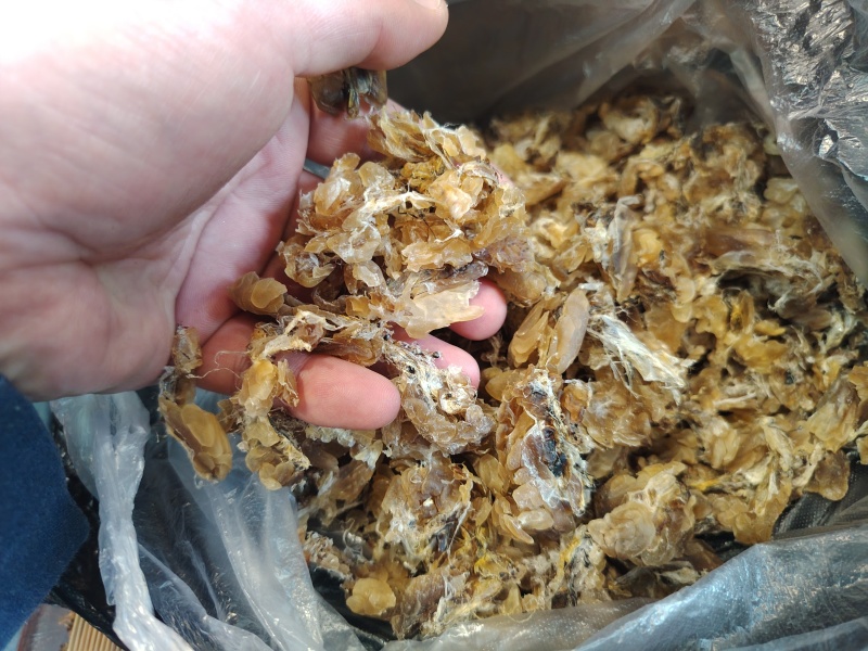 东北林蛙油1000斤现货整出。
