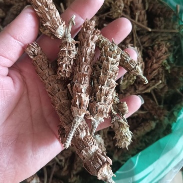 夏枯草选货供应1斤起批批发各种中药材
