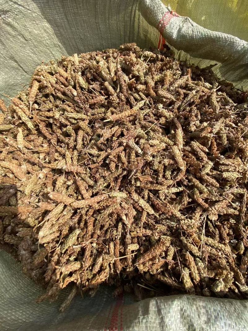 夏枯草选货供应1斤起批批发各种中药材
