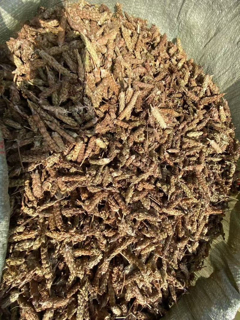 夏枯草选货供应1斤起批批发各种中药材