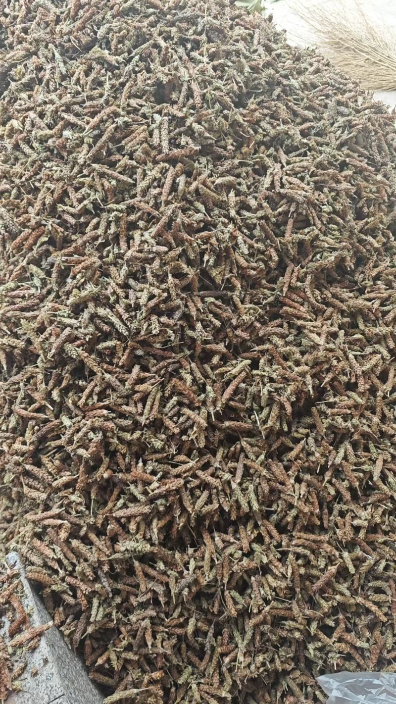 夏枯草选货供应1斤起批批发各种中药材