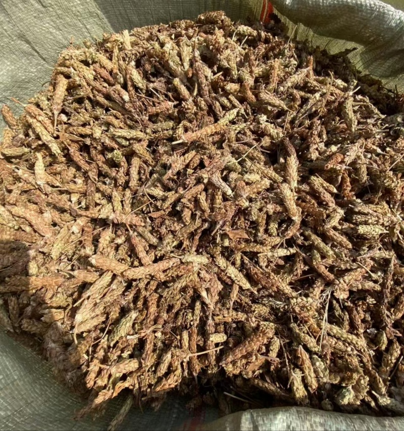 夏枯草选货供应1斤起批批发各种中药材