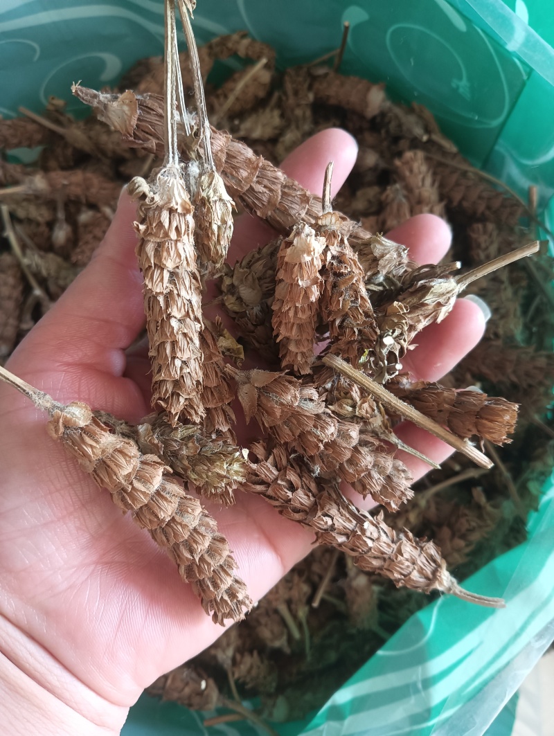 夏枯草选货供应1斤起批批发各种中药材