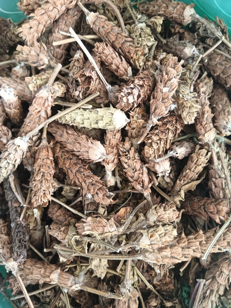 夏枯草选货供应1斤起批批发各种中药材