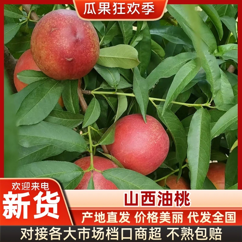 2026山西白肉黄肉油桃毛桃珍珠枣油桃产地直发欢迎合作。