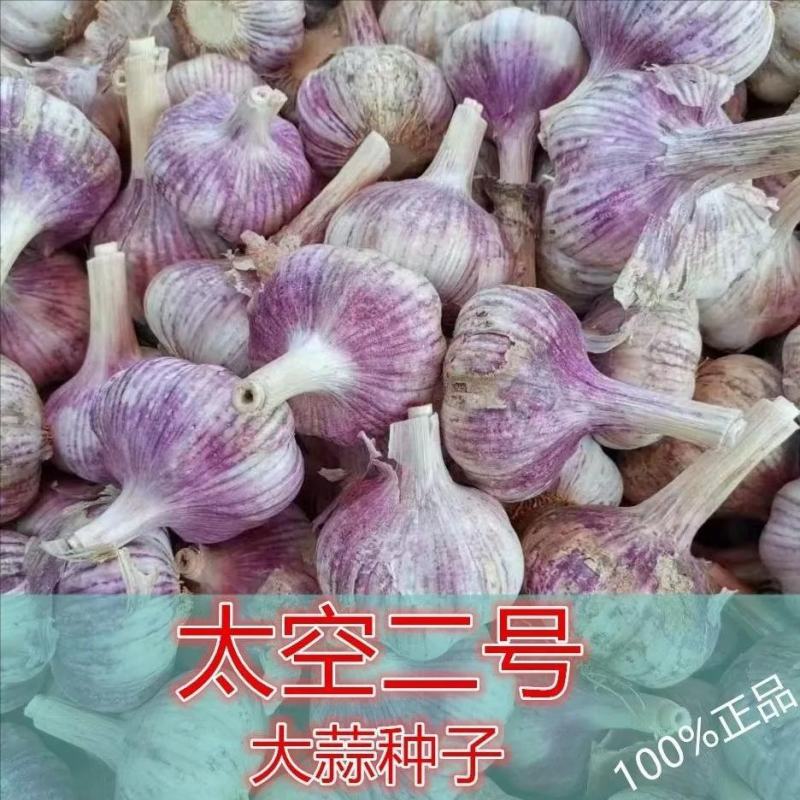 太空二号早熟大蒜紫红皮大蒜种子个大优质高产抗病
