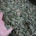 淡竹叶竹叶选货供应批发各种中药材量大优惠