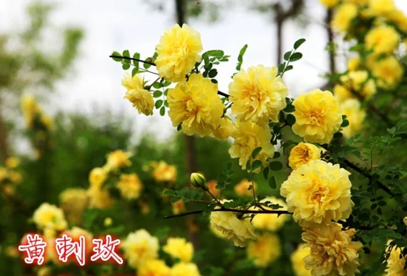 黄刺梅床苗分栽苗规格齐全提供发票