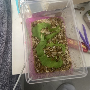 黄粉虫/面包虫