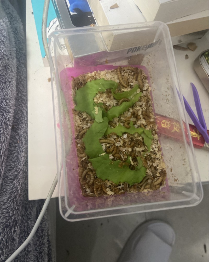 黄粉虫/面包虫