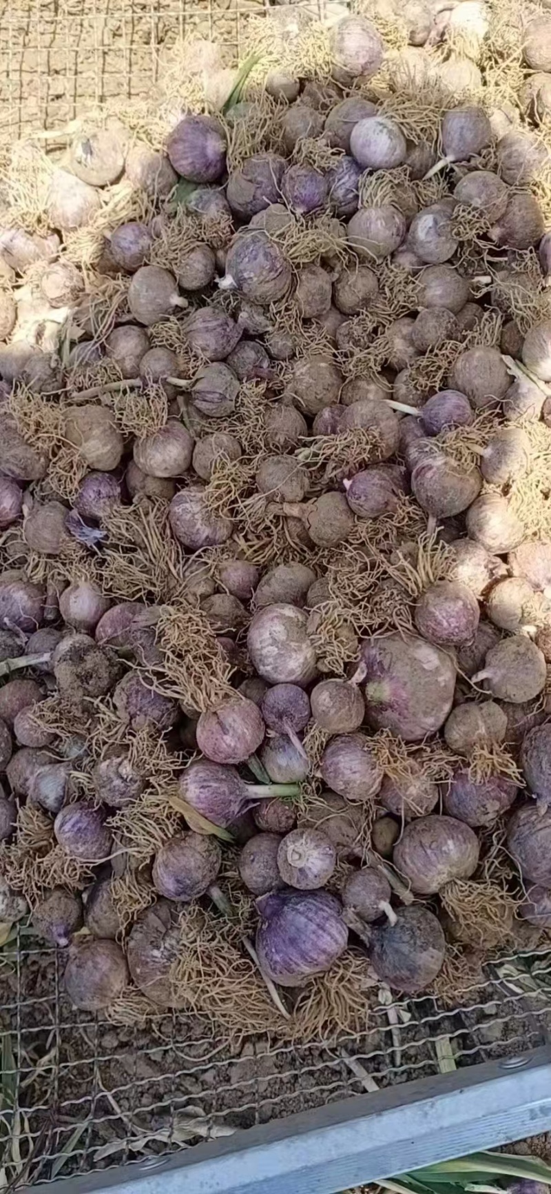 辽宁独头蒜紫皮，个大。对接全国商超，电商各大平欢前来采购