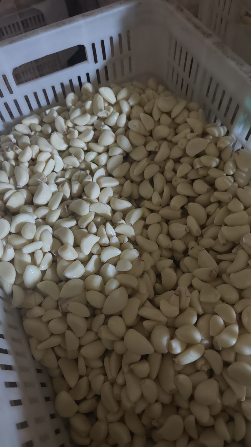 优质过筛小米