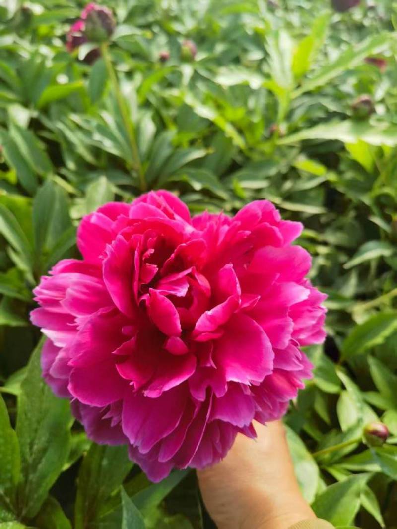 芍药
