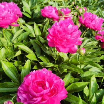 芍药