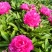 芍药