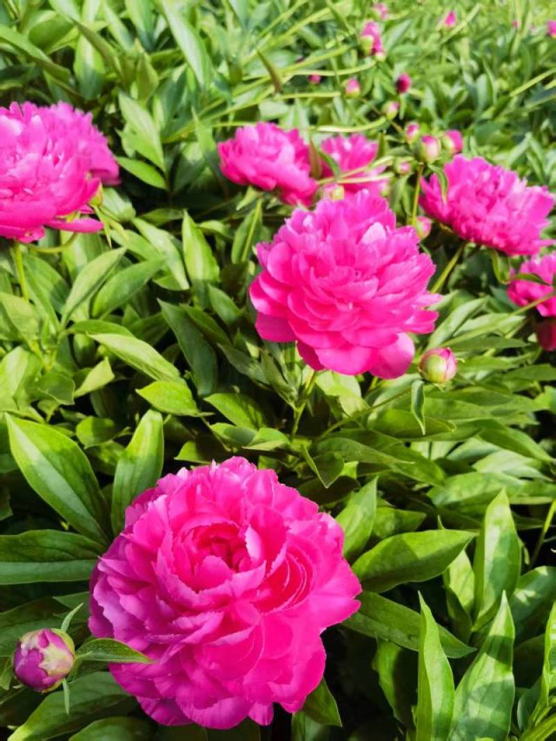 芍药