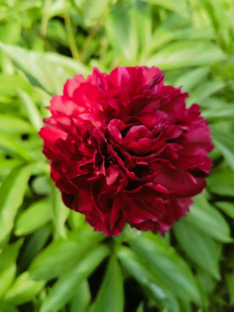 芍药