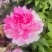 芍药