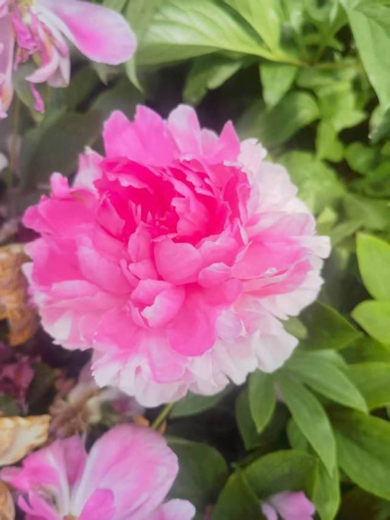 芍药