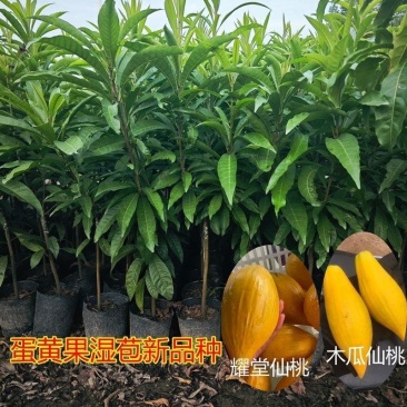 筛好直发高产品种蛋黄果树苗长期供货包技术服务