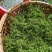 广西野生新鲜鹅不食草，当天採挖水洗掠干打称，按新鲜重量算