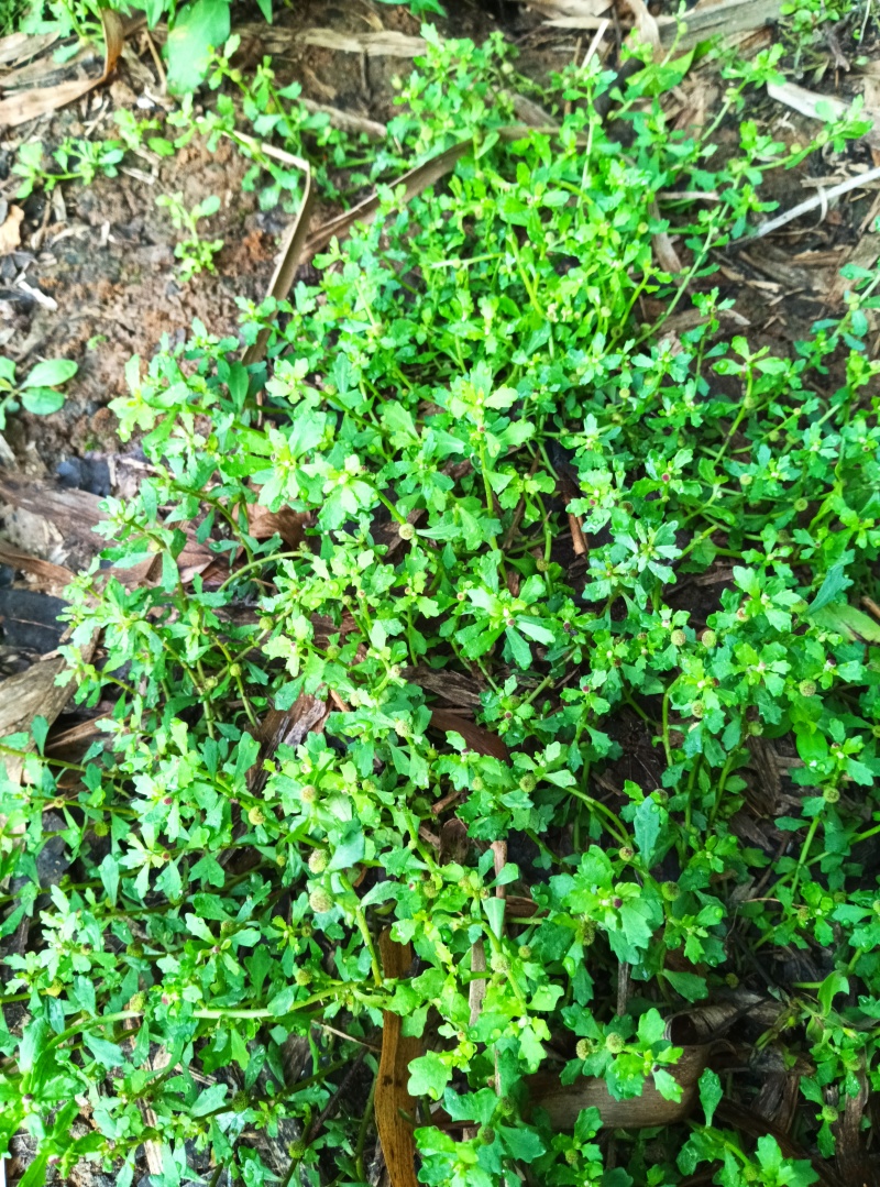 广西野生新鲜鹅不食草，当天採挖水洗掠干打称，按新鲜重量算