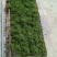 广西野生新鲜鹅不食草，当天採挖水洗掠干打称，按新鲜重量算