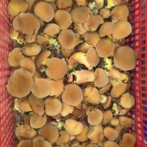 红葱牛肝菌