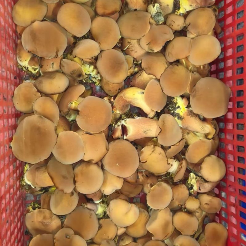 红葱牛肝菌
