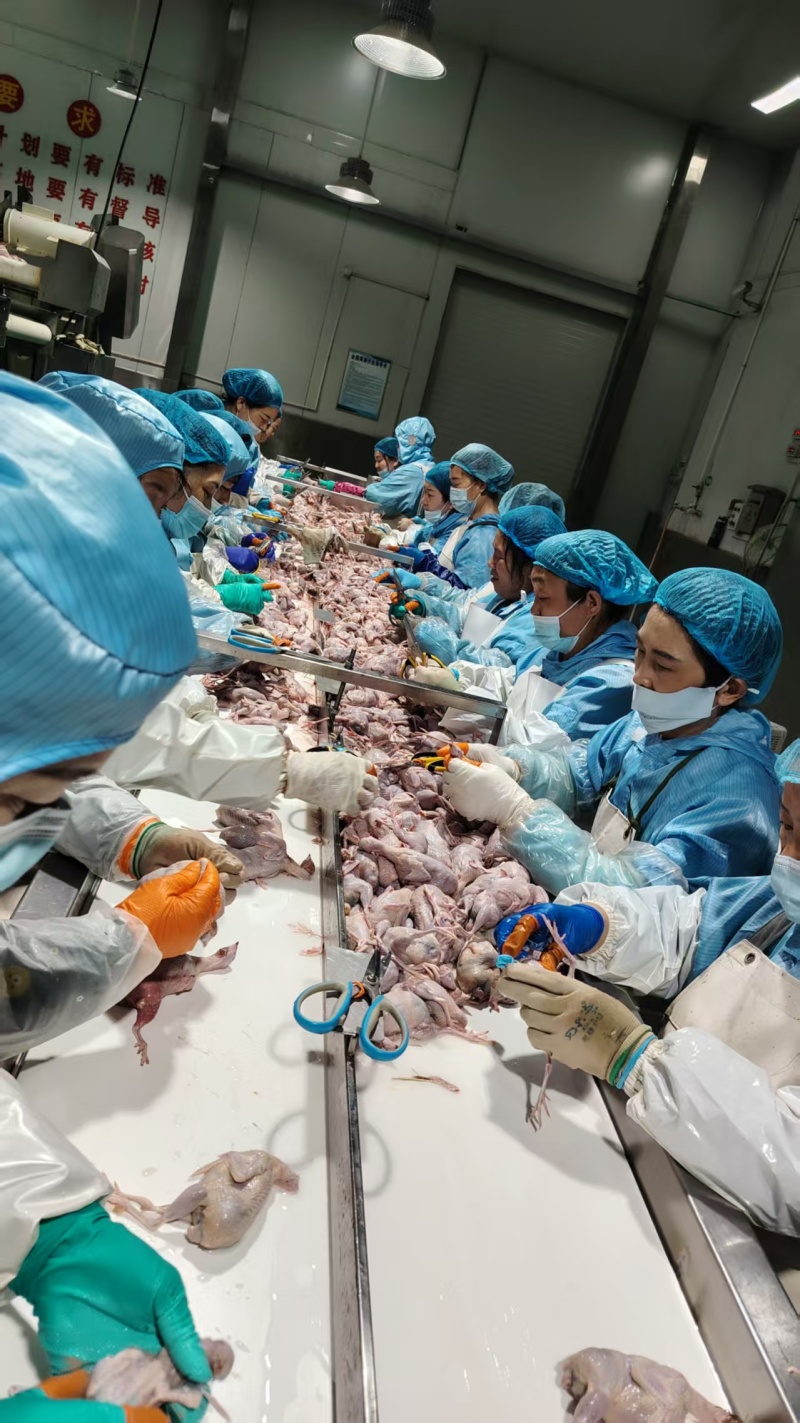 ***********鹌鹑各种规格都有货