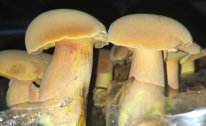 红葱牛肝菌
