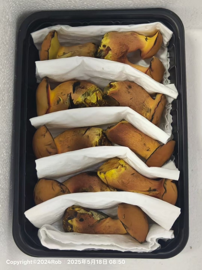 红葱牛肝菌
