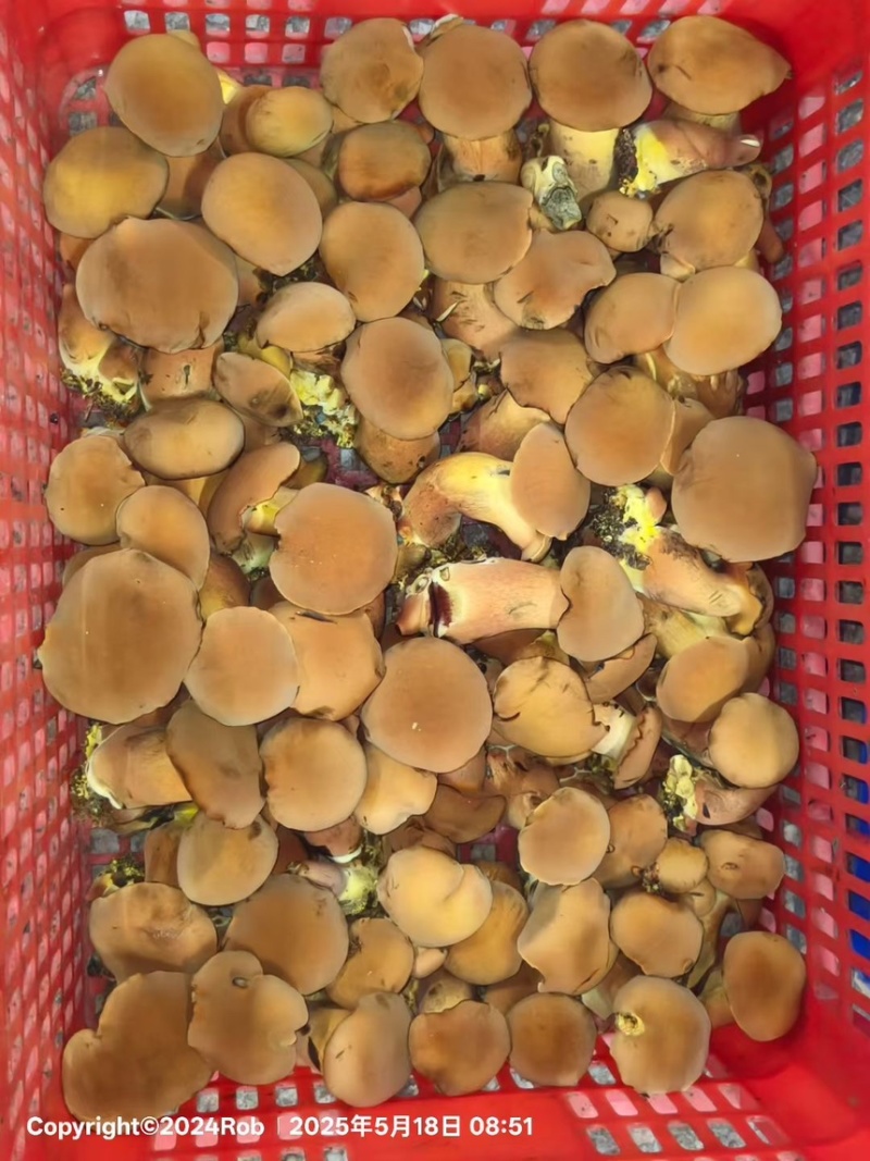 红葱牛肝菌