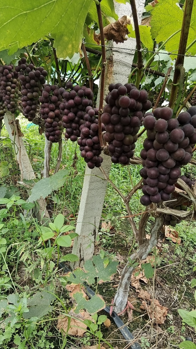 精品葡萄夏黑葡萄量大从优质量保证产地发货欢迎咨询