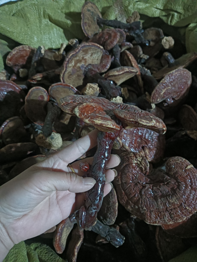 灵芝灵芝个灵芝现货供应实物实拍批发各种中药材