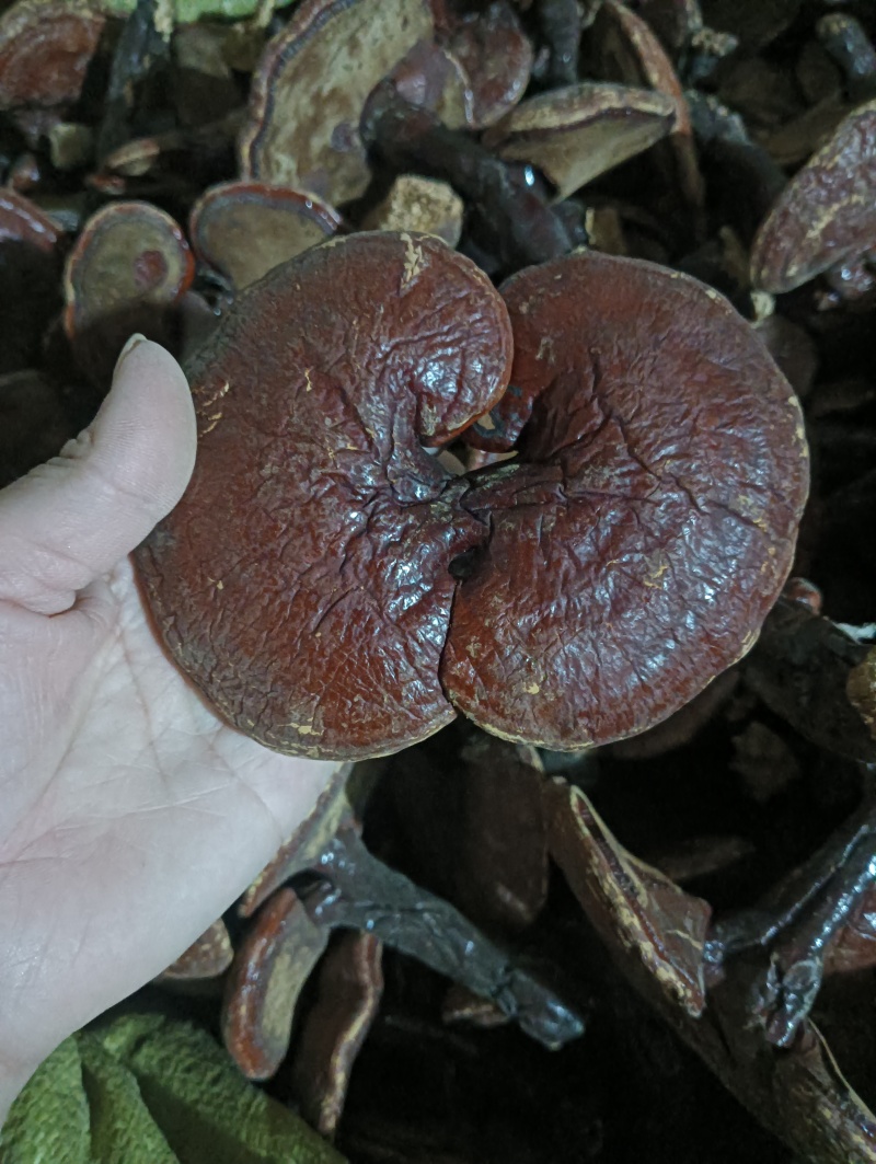 灵芝灵芝个灵芝现货供应实物实拍批发各种中药材