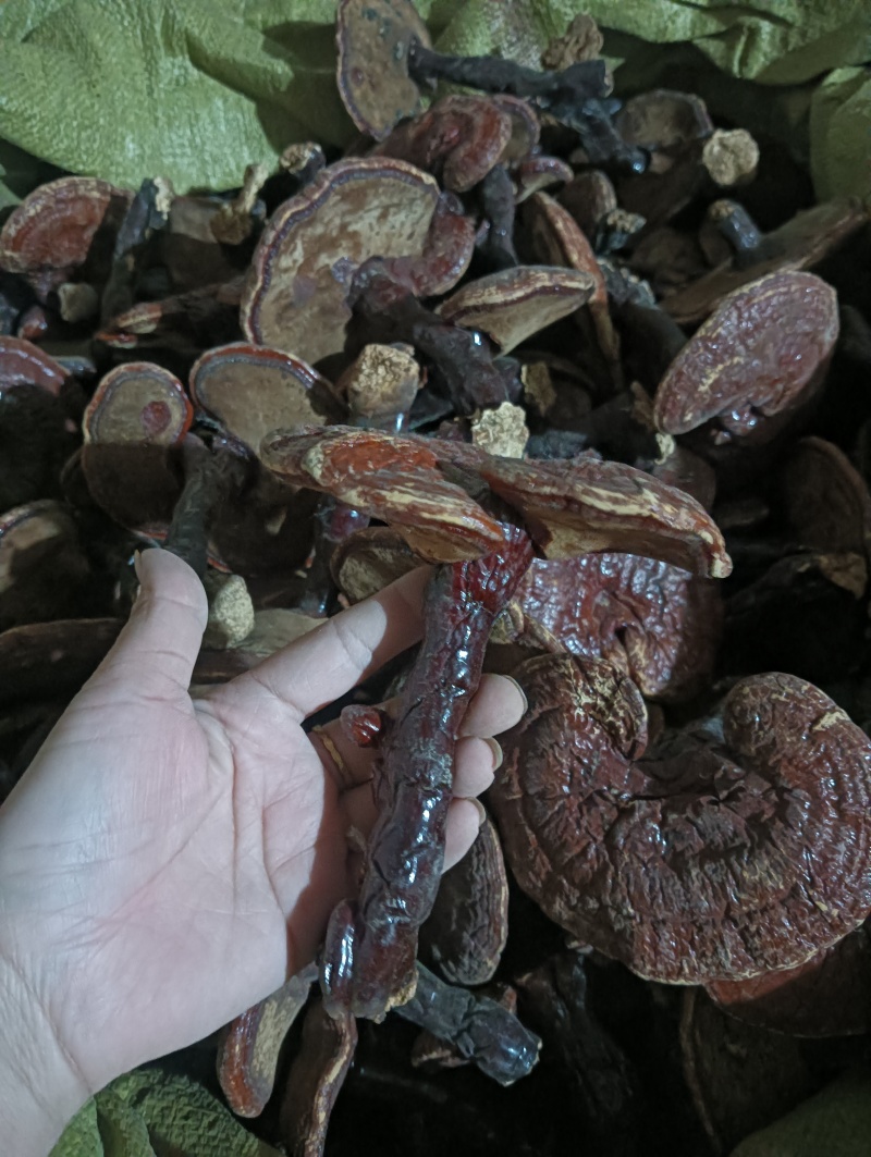 灵芝灵芝个灵芝现货供应实物实拍批发各种中药材
