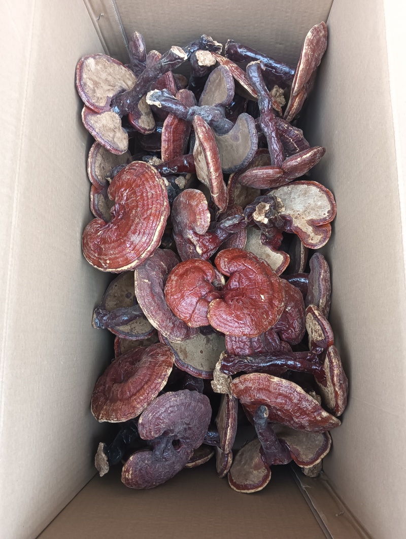 灵芝灵芝个灵芝现货供应实物实拍批发各种中药材