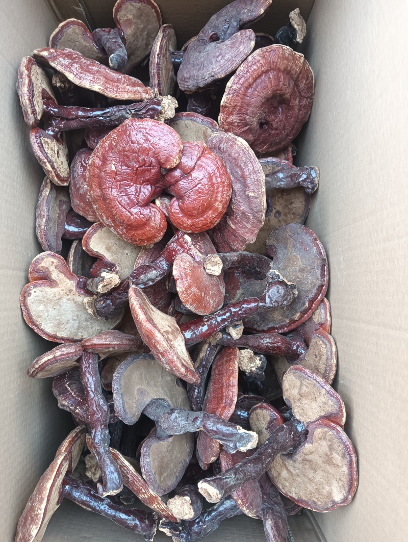 灵芝灵芝个灵芝现货供应实物实拍批发各种中药材