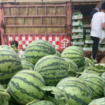 夏邑产区无籽美都口感好糖度高对接各大市场质量三包