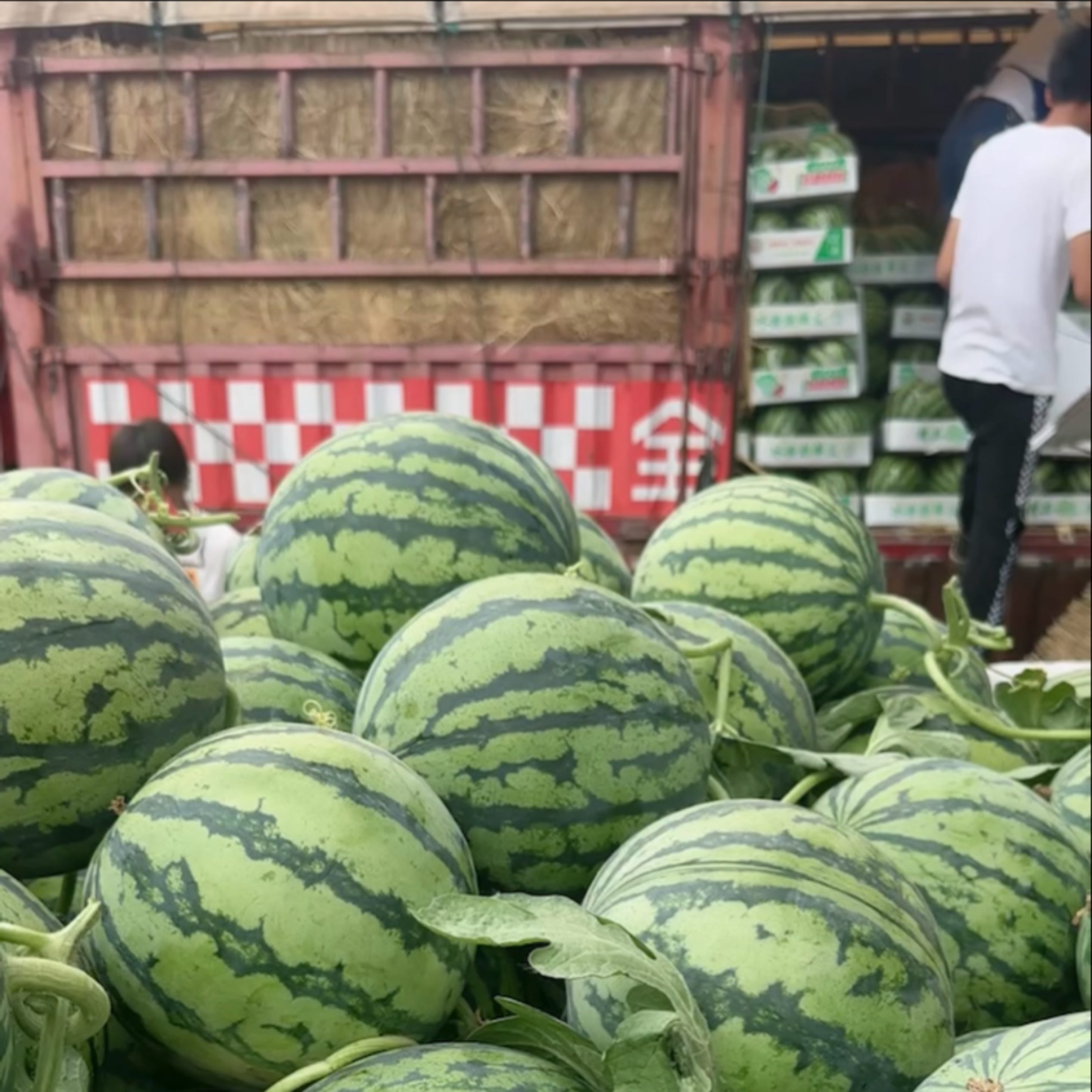 [美都西瓜批发]河南商丘夏邑县西瓜 0.70元/斤夏邑产区无籽美 _ 一亩田