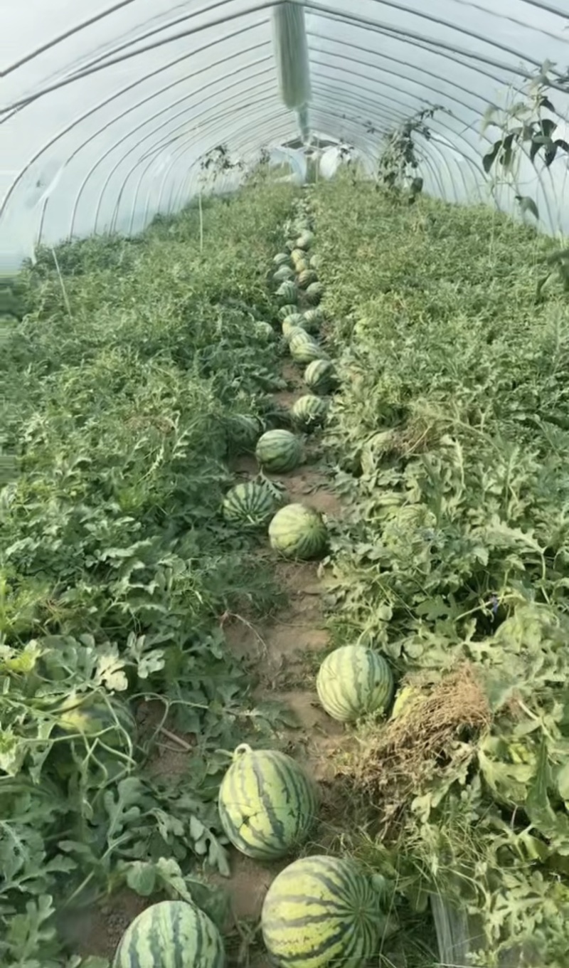 夏邑产区无籽美都口感好糖度高对接各大市场质量三包