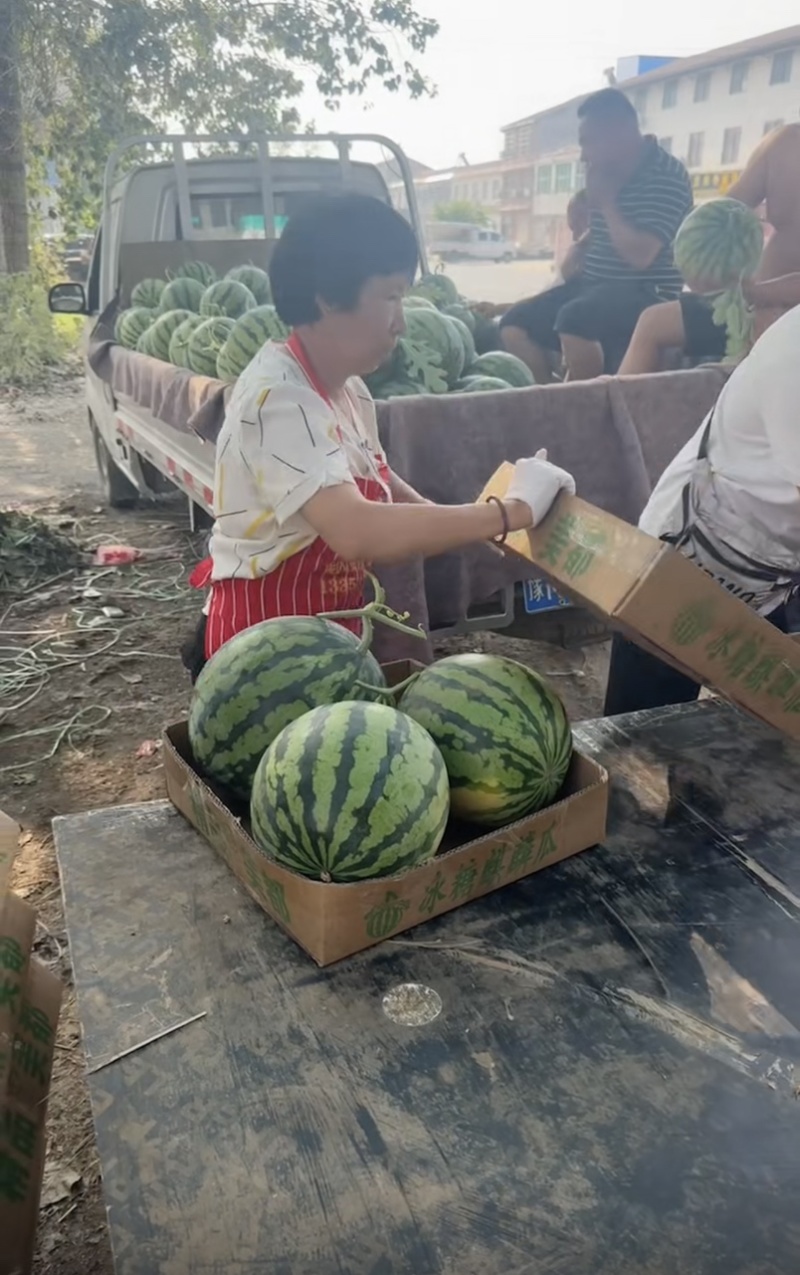 夏邑产区无籽美都口感好糖度高对接各大市场质量三包