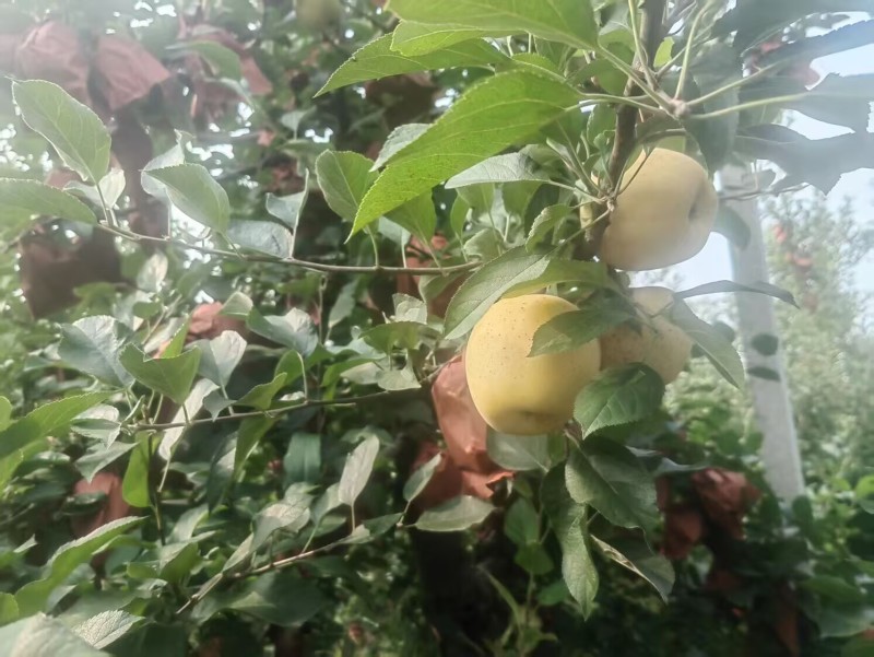 苹果