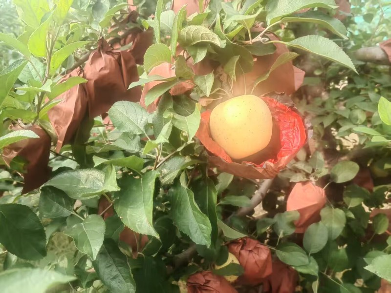 苹果