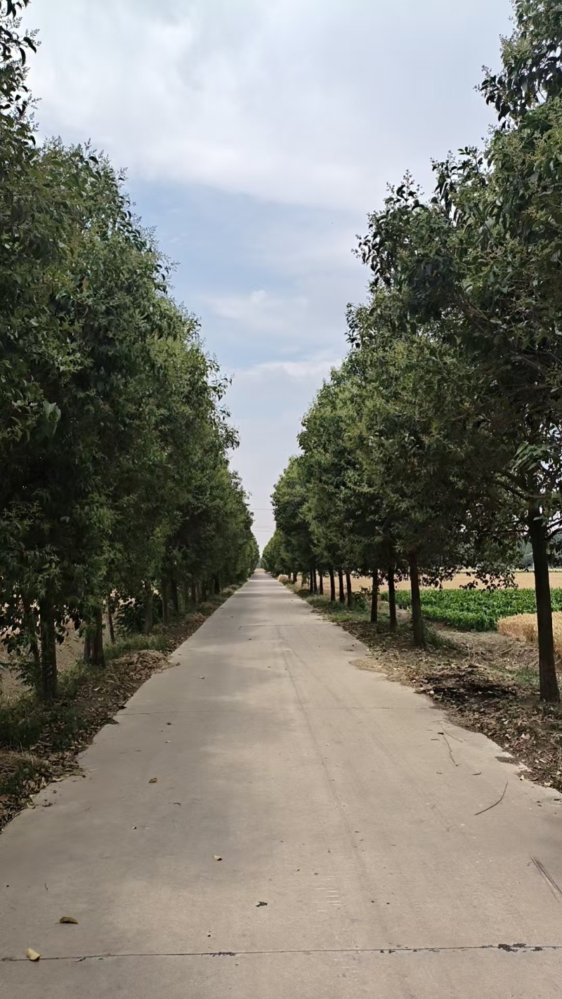 大叶女贞大叶女贞高杆苗南北方种植庭院道路四季常青园林
