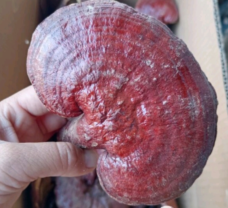 灵芝灵芝个灵芝现货供应实物实拍批发各种中药材